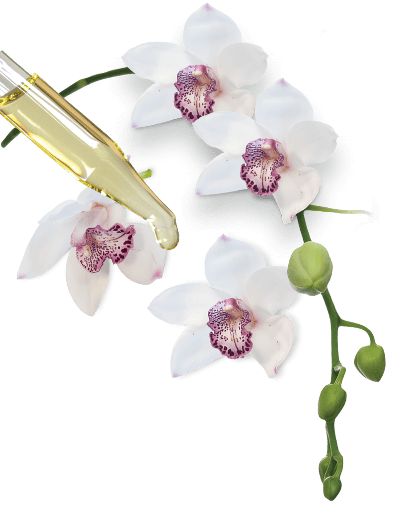 Vibrant Redavid Orchid Oil Landscape for Desktop Vibrant Redavid Orchid Oil Landscape for Desktop